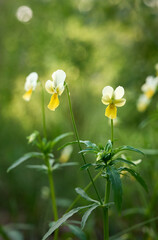 Field violet(Viola arvensis) grows in the meadow.