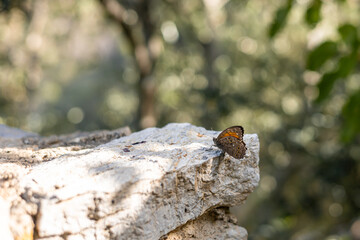 Butterfly resting on a rocky outcrop in a serene forest during daytime