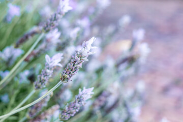 Beautiful lavender flowers blooming in a garden during sunny spring afternoon