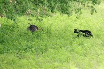 Mama Black Bear Defends He5r Precious Cubs by Chasing a Wild Turkey Away 