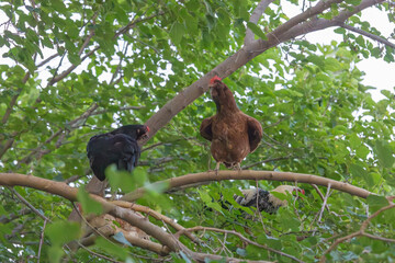 Chickens climbing trees to sleep in the evening. Chickens sleeping in trees