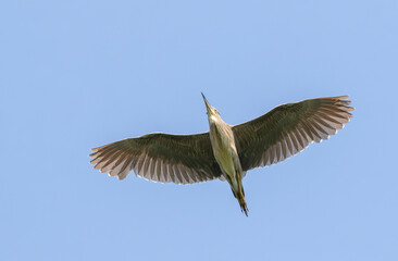 Fototapeta premium Black-crowned night heron, Nycticorax Nycticorax. A bird flies against the sky