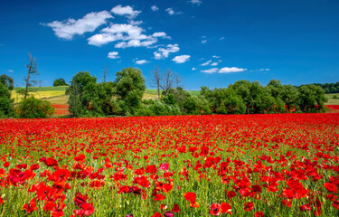 poppy field and blue sky