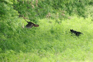 Mama Black Bear Defends He5r Precious Cubs by Chasing a Wild Turkey Away 