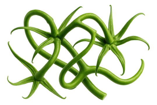 Intertwined green tomato stems form a complex, twisting pattern with pointed star-shaped ends.