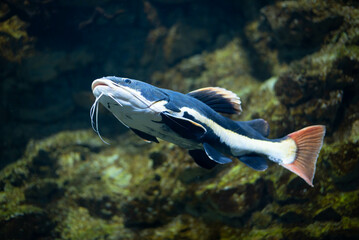 Flathead catfish in an aquarium. Flathead catfish is the only representative of the genus...