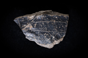 Fototapeta premium Sandstone with fossil leaf imprints and preserved leaf remains