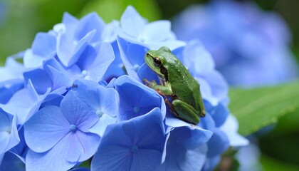 青い紫陽花に佇むアマガエル/梅雨1