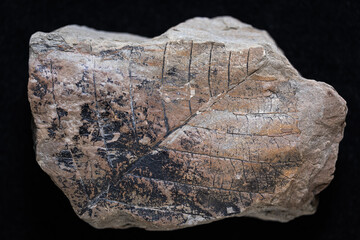 Sandstone with fossil leaf imprints and preserved leaf remains