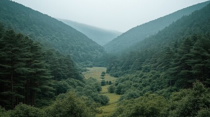 Lush Green Forest Valley Scenery With Natural Daylight And Mountain Range Background