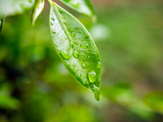Beautiful large drop morning dew in nature, Drops of clean transparent water on leaves. Sun glare in drop. rainy season natural background