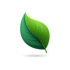 green leaf isolated on white
