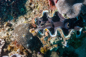 Mozambique, Maputo, Ponta do Ouro, Small Giant Clam, Maxima Clam (Tridacna maxima)
