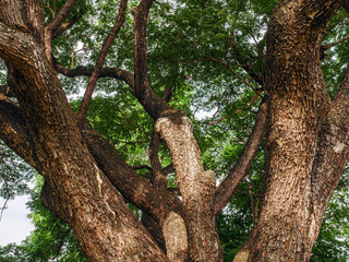 Branches of a big Samanea saman tree