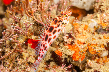 Mozambique, Maputo, Ponta do Ouro, Coral Hawkfish (Cirrhitichthys oxycephalus)