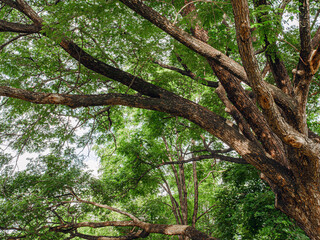 Branches of a big Samanea saman tree