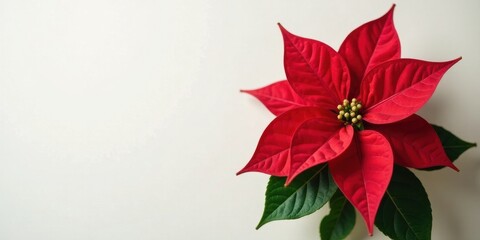 A vibrant, single red poinsettia blossom with dark green foliage, elegantly positioned against a bright, clean white background, conveying a festive and celebratory mood.