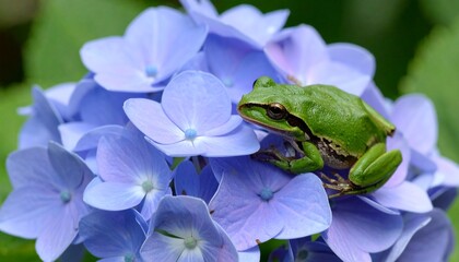 紫色の紫陽花に佇むアマガエル/梅雨3