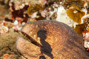 Mozambique, Maputo, Ponta do Ouro, Black cheek moray (Gymnothorax breedeni)