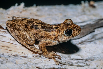 Northern Laughing Tree Frog at rest
