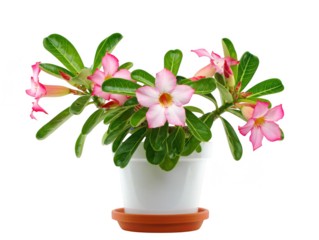 Desert Rose Plant