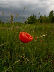 red poppy in the field