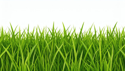 Fototapeta premium Bright Green Realistic Seamless Grass Pattern Isolated on White Background for Natural and Outdoor Design