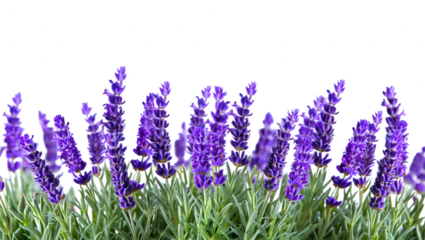 Blooming Lavender Flowers Aromatic Purple Blossoms on a White Background for Freshness