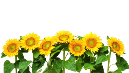 Radiant Sunflowers A Vibrant Floral Display on White Background, Perfect for Summer Themes
