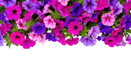 Vibrant Floral Display Petunias in Shades of Pink and Purple with Decorative Appeal on White Background