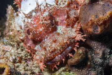 Mozambique, Maputo, Ponta do Ouro, Scorpionfish (Scorpaenidae, sp.)