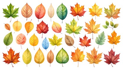 Obraz premium Colorful autumn leaves