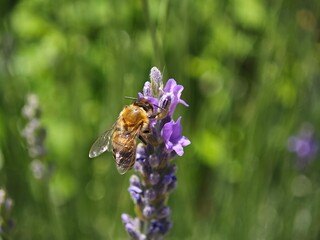 bee on lavender