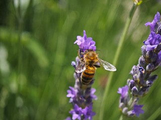 bee on lavender