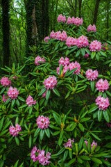 Obraz premium Pink rhododendron flowers bloom beautifully in a vibrant green garden setting.