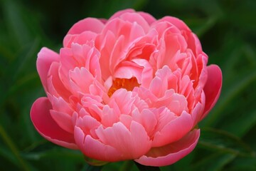 A stunning close up of a coral peony flower in full bloom.