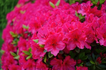 Close up of stunning pink azalea flowers in full bloom, showcasing their beauty.