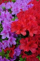 A vibrant close up showcases a beautiful display of red and purple azalea flowers.