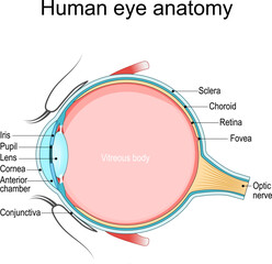 Eye anatomy. Cross section of a Human eyeball.