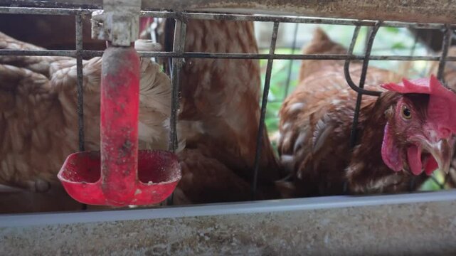 Laying hen dies trapped in iron cage