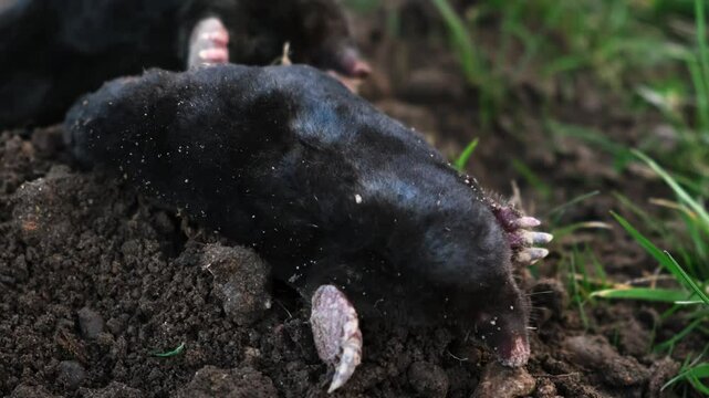 Mating of moles. Two moles mate on the surface of a dug-out pile. Breeding season. Talpa europaea side view close-up. An animal with black fur. Garden pest concept. High quality 4k footage.