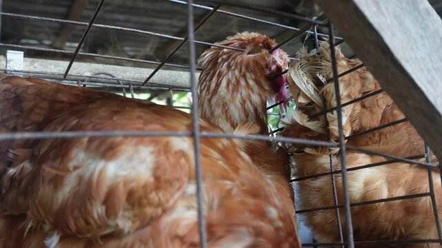 Laying hen dies trapped in iron cage