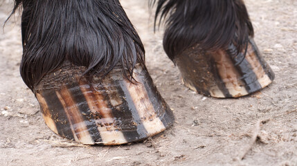 Close-up of the hooves of a black Frisian horse, photographed from a low angle. The hooves are greased with hoof oil for good overall care of the hoof