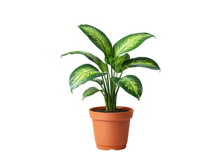 Fototapeta premium Potted Dieffenbachia Plant