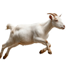 Fototapeta premium A full body shot of a white goat with small horns leaping across a transparent background in a side profile