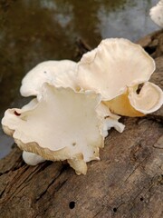 mushrooms on a tree stump