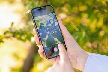 Woman using plant recognition application on smartphone outdoors, closeup
