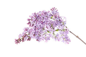 Branch with beautiful lilac flowers isolated on white