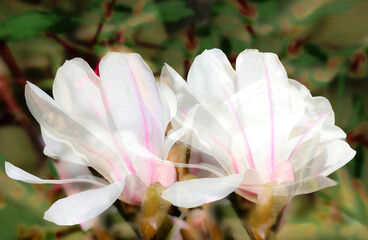 A beautiful magnolia flower double exposure closeup