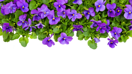 Purple Pansy Border
